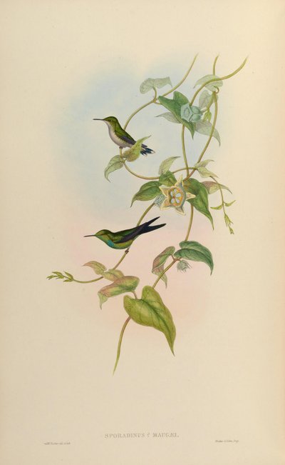 Sporadinus maugaei = Chlorostilbon maugaeus by John Gould